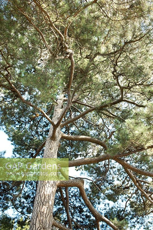 Pinus nigra (European black pine)