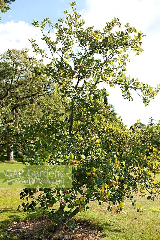 Sorbus eminens (Round leaved whitebeam)