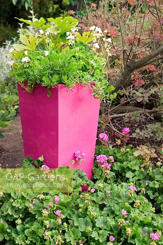 Pink container with Fatsia japonica and Pelargoniums