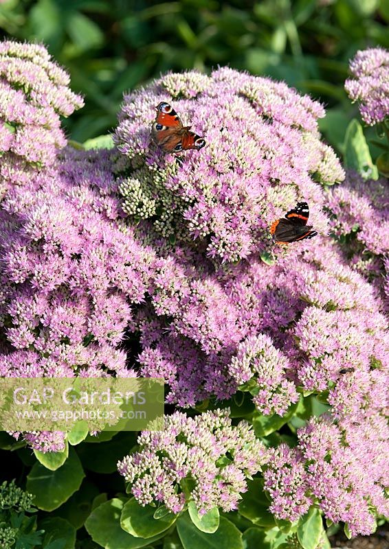 Sedum spectabile (ice plant) with Peacock (Inachis io) and Red admiral (Vanessa atalanta) butterflies