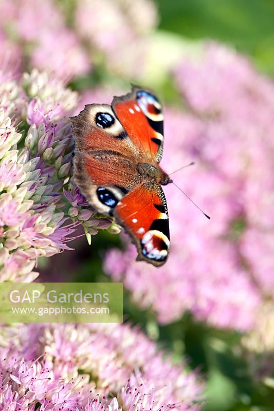 Sedum spectabile (ice plant) with Peacock butterfly (Inachis io)