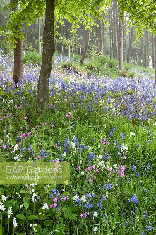 Spring woodland floor carpeted with Hyacinthoides non-scripta (bluebells) and Silene dioica (red campion)