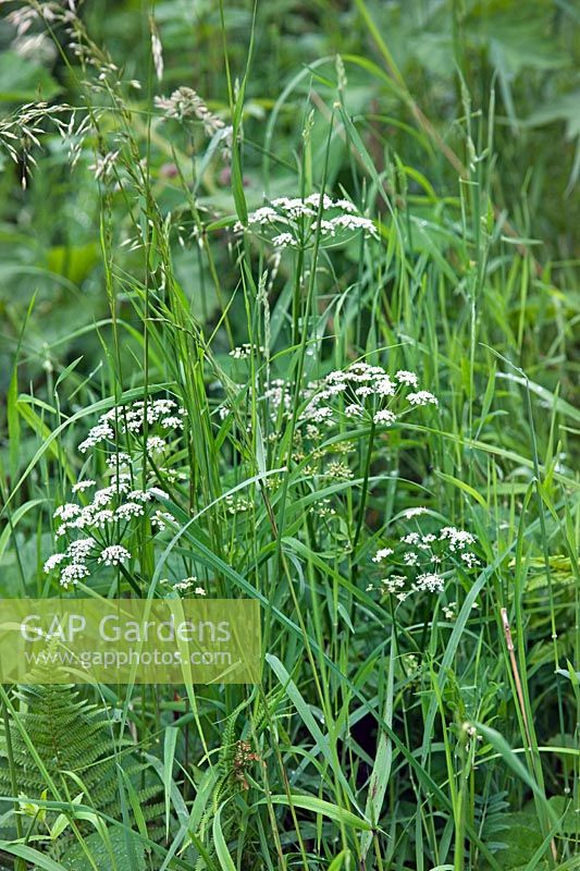 Ground elder (Aegopodium podagraria) growing amongst meadow grass and ferns