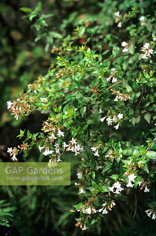 Abelia x grandiflora Very fragrant flowering shrub June to October