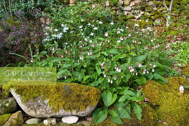 Symphytum (comfrey ) and Narcissus (daffodill) in a woodland spring border. Drystone wall covered with moss. Abriachan Nursery