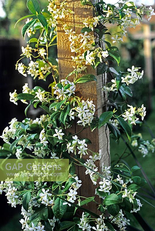 Trachelospermum jasminoides Star Jasmine growing up wooden pergola