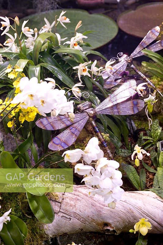 Coelogyne memoria w micholitz g  Gardening the Earth Royal Botanic Gardens Edinburgh Gardening Scotland 2007