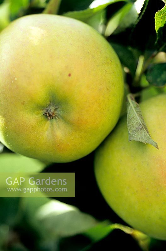 Malus domestica Crispin Apple Crispin A large sweet yellow dual purpose apple originating from Japan