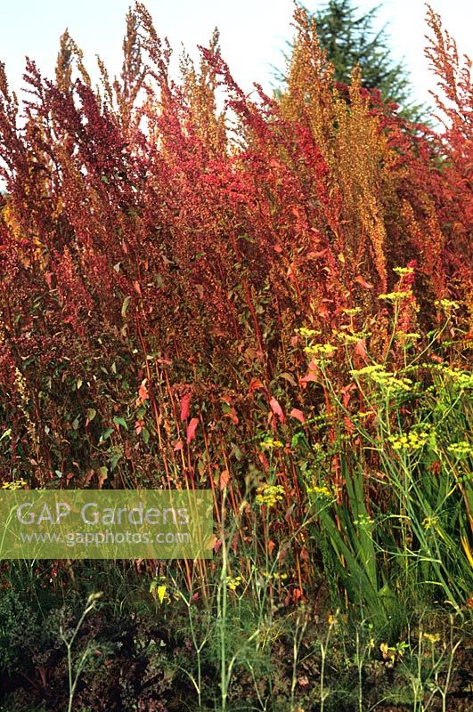 Atriplex hortensis var rubra Red Orache Perennial bed with bright red perennial foliage Foeniculum vulgare Fennel