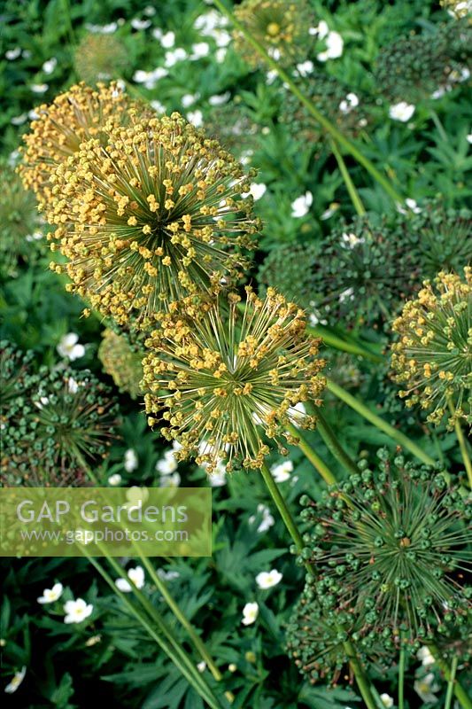 Allium christophii seedhead Globe seed head with yellow colouring in late summer