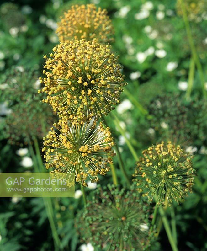 Allium christophii seedhead Globe seed head with yellow colouring in late summer
