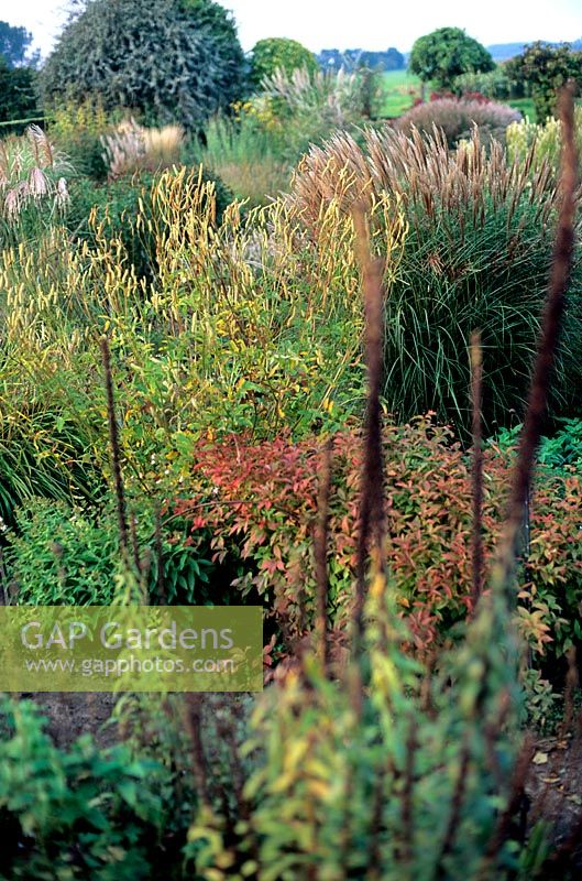 Large autumnal perennial bed with ornamental grasses including Miscanthus trees Piet Oudolf s Garden Hummelo Holland