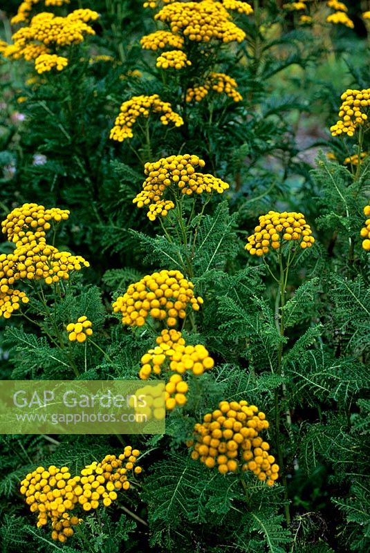 Tanecetum vulgare Tansy Soft feathery foliage with mass of bright yellow flowers Herb Nursery Rutland