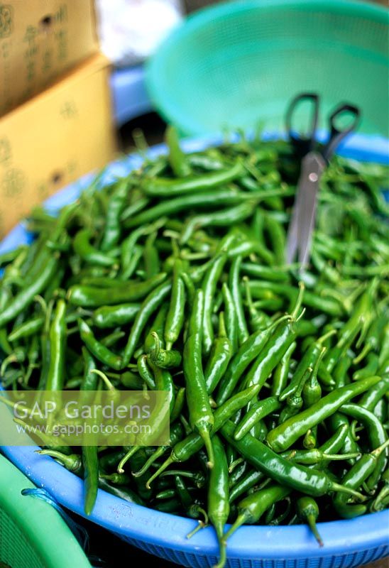 Large heap of green Chillis in tourquoise collander being prepared for cooking with a pair of scissors Korea