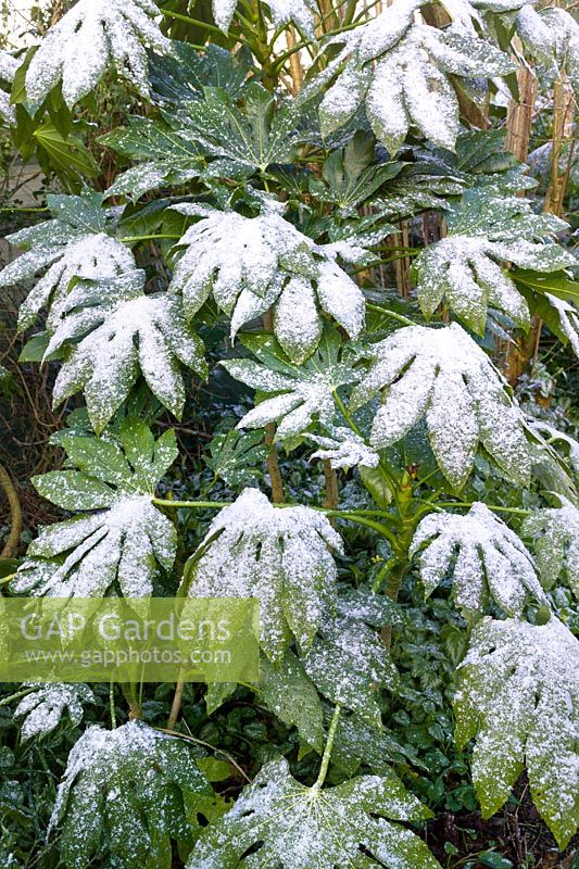 Fatsia polycarpa with covering of snow at Crug Farm Plants, Wales