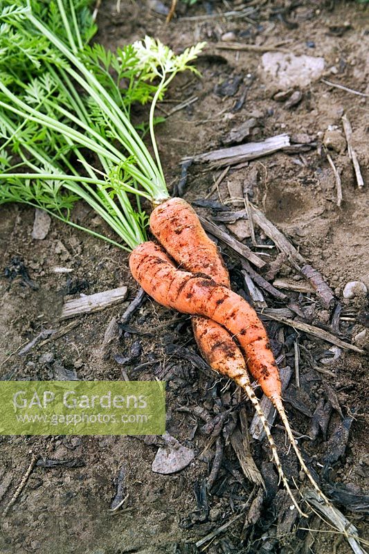 Intertwined love carrots newly picked with foliage