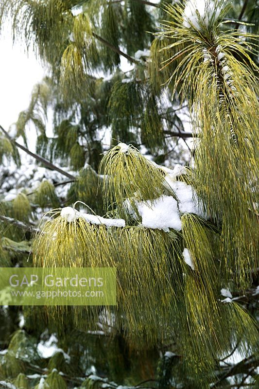 Pinus wallichiana 'Zebrina' with snow
