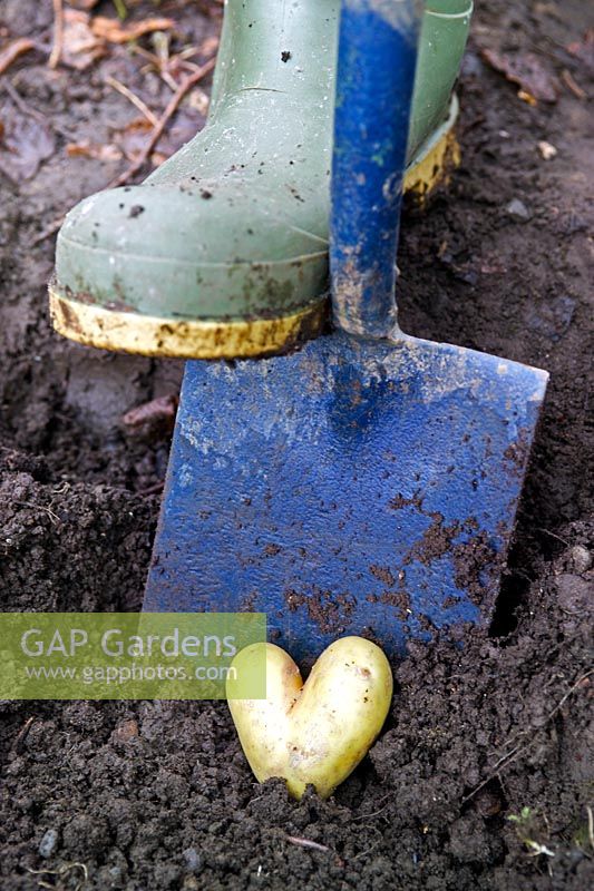 Gardener digging a valentine heart shaped potato from the earth using a spade and wearing green wellington boots