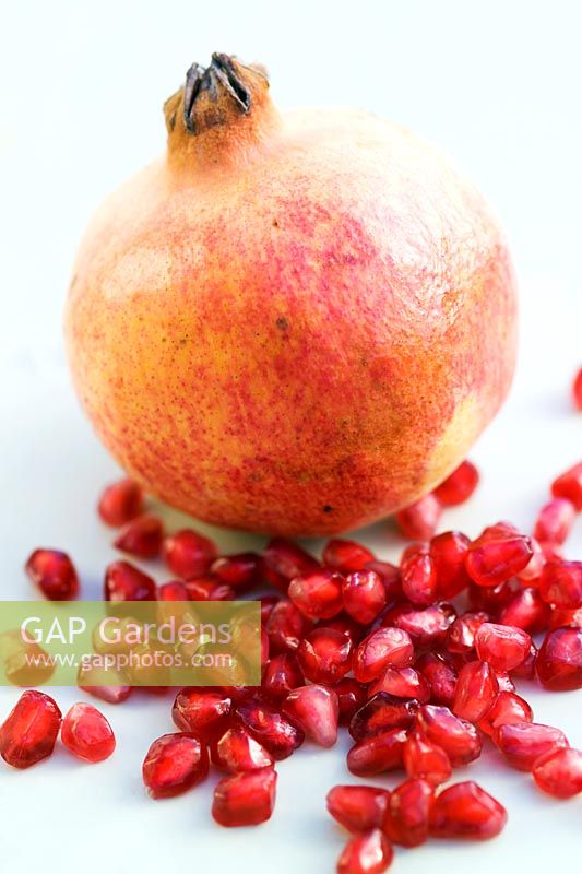 Pomegranate Punica granatum Close up of orange red coloured ripe fruit with a scattering pink red edible seeds