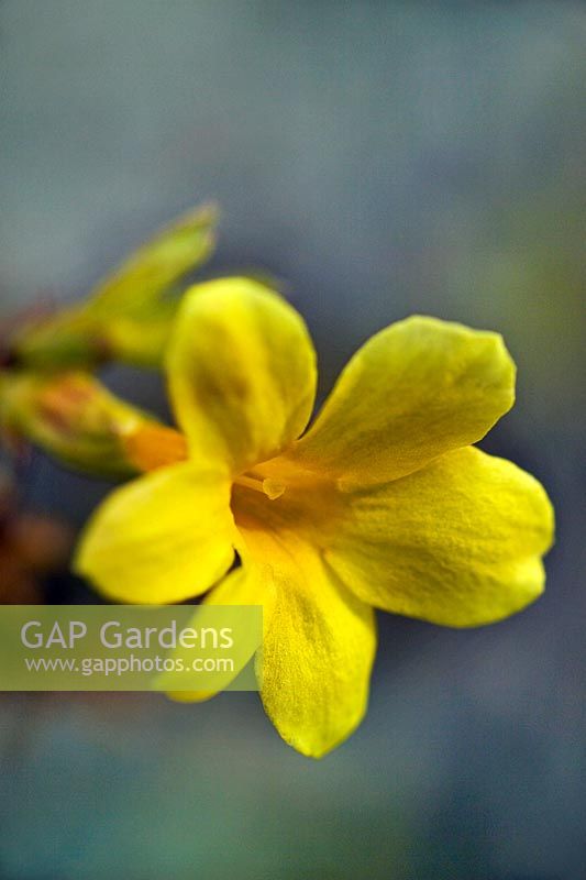 Jasminum nudiflorum Winter jasmine close up of yellow flower