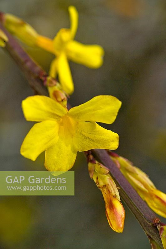 Jasminum nudiflorum Winter jasmine close up of yellow flower new buds stem