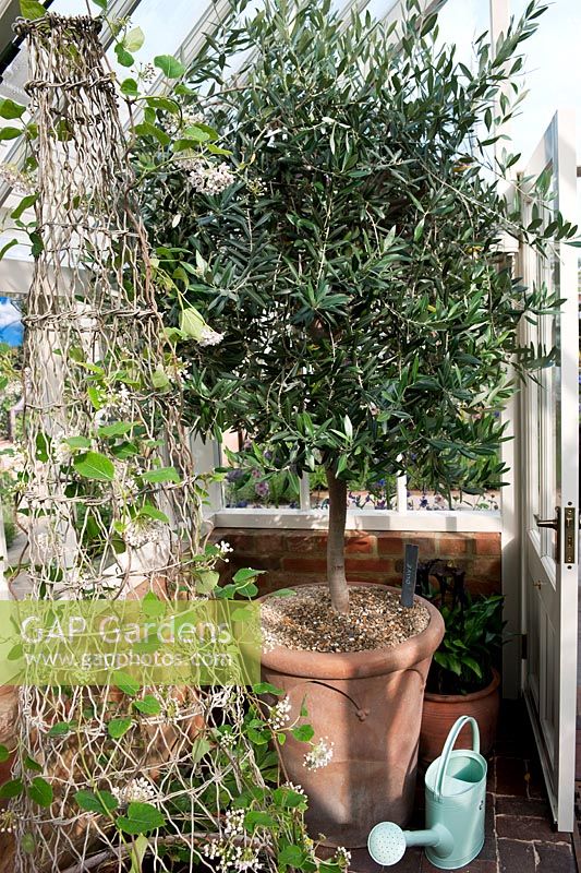 Alitex glasshouse with Olive tree in pot, Puya sp climbing up netting support, watering can & Aspidistra in pot