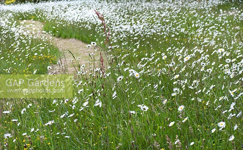 Leucanthemum vulgare (Ox-eye daisies) meadow with mown path