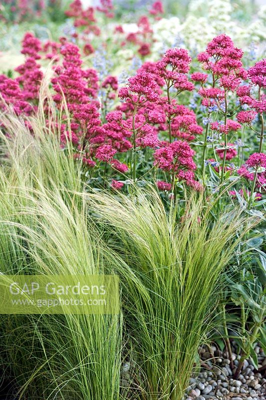 The Cancer Research UK Garden designed by Robert Myers. Centranthus ruber and Stipa tenuissima