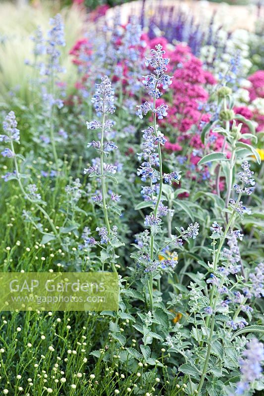The Cancer Research UK Garden designed by Robert Myers. Nepeta (catmint)