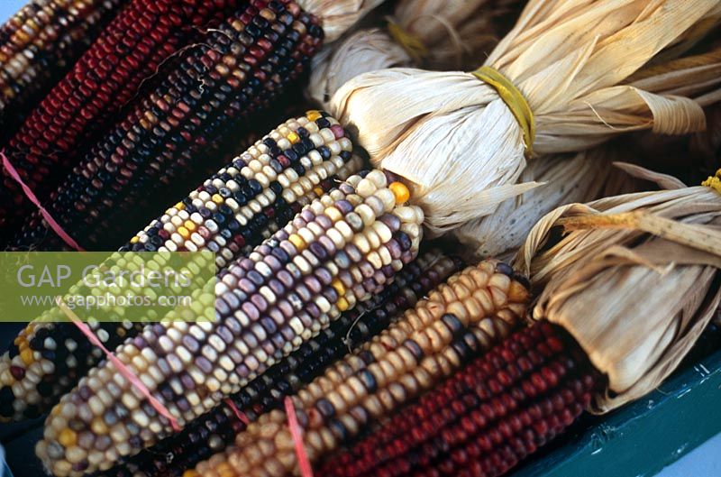 Striped Corn for sale as an ornamental Halloween decoration