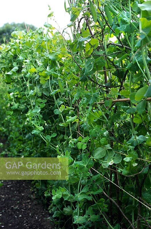 Pea (Pisum sativum Grandis) growing in vegetable bed with cut branch support