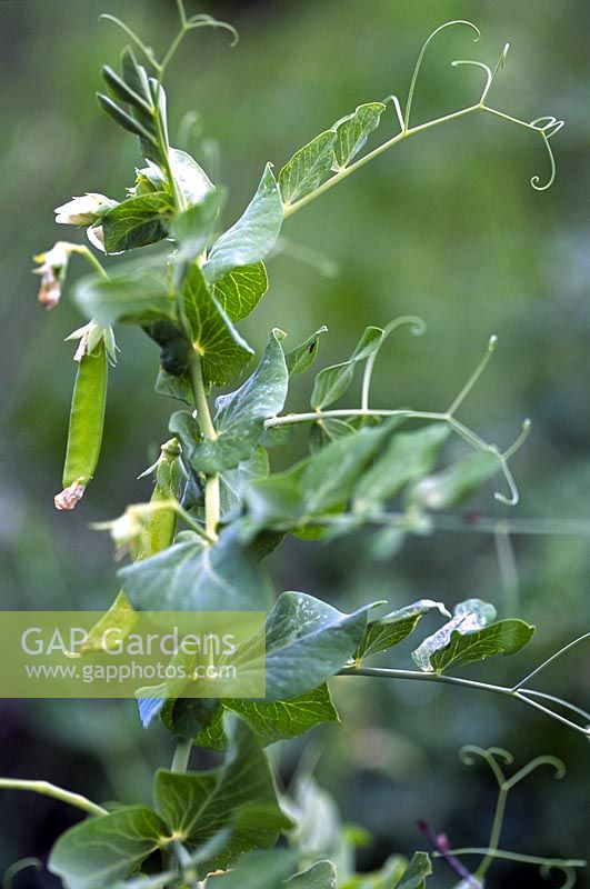 Pea (Pisum sativum) 'Grandis' close up of foliage, pea pod & white flower