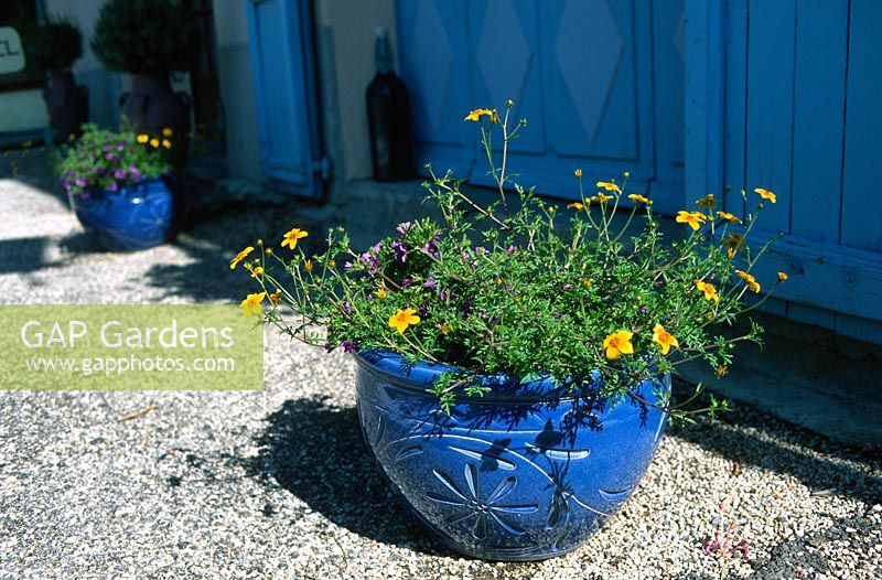 Large blue ceramic planters with perennial flowers in orange purple Pavement in village rural France