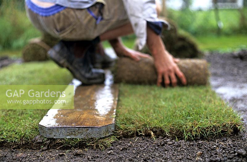 Gardener repairing a lawn with new turf using a wooden plank to protect the grass
