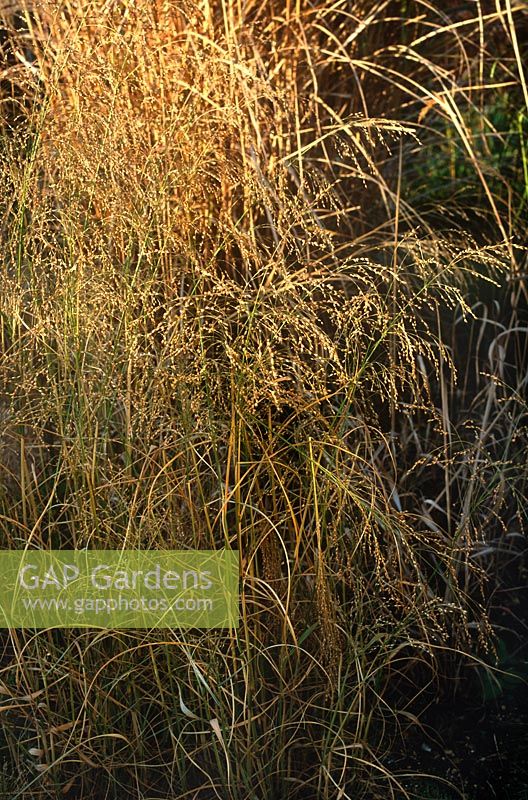 Panicum virgatum Switch Grass Golden coloured grass foliage in late summer
