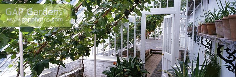 Glasshouse with vine & ripe fruit at The Lost Gardens of Heligan Cornwall England