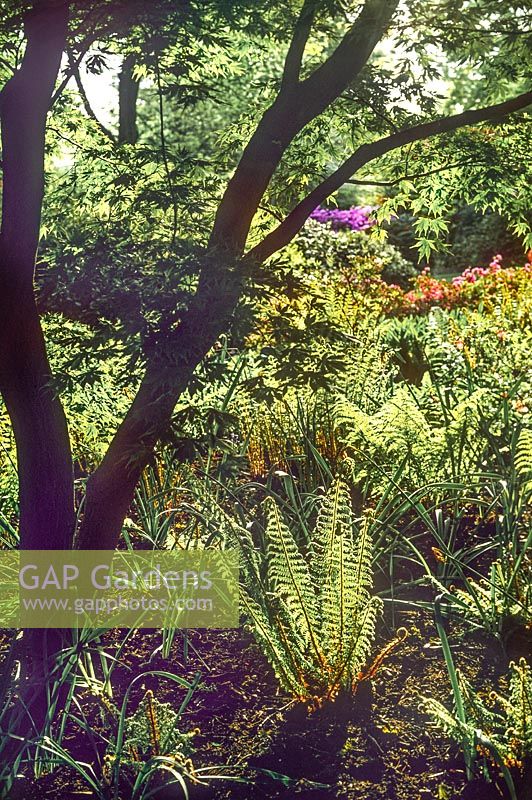 Polystichum setiferum Proliferum Soft Shield Fern planted in a spring garden large bed planted with an ornamental Acer
