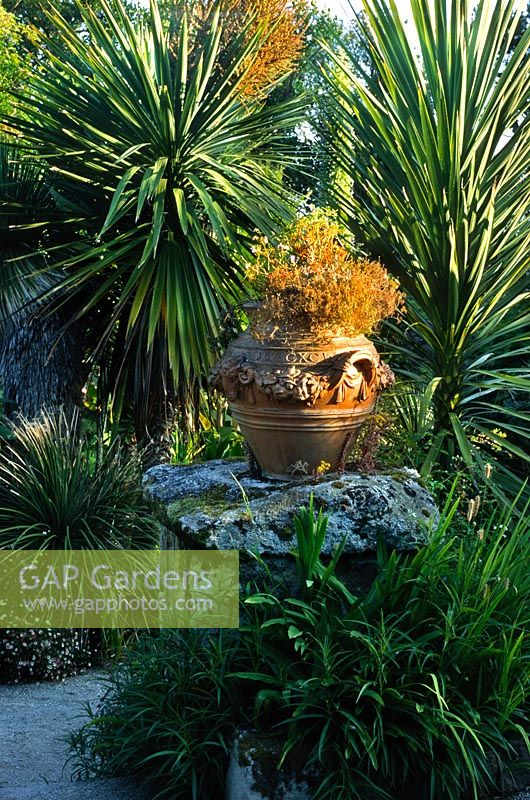 Cordyline australis Purpurea Group cabbage palm growing in a garden setting ceramic urn with geranium on stone plinth