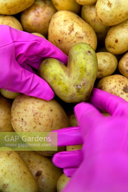 Heart shaped potato held by hands wearing magenta pink gardening gloves