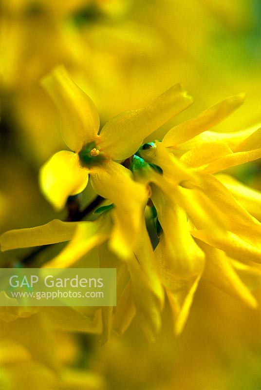 Forsythia x intermedia yellow flowers close up in early spring