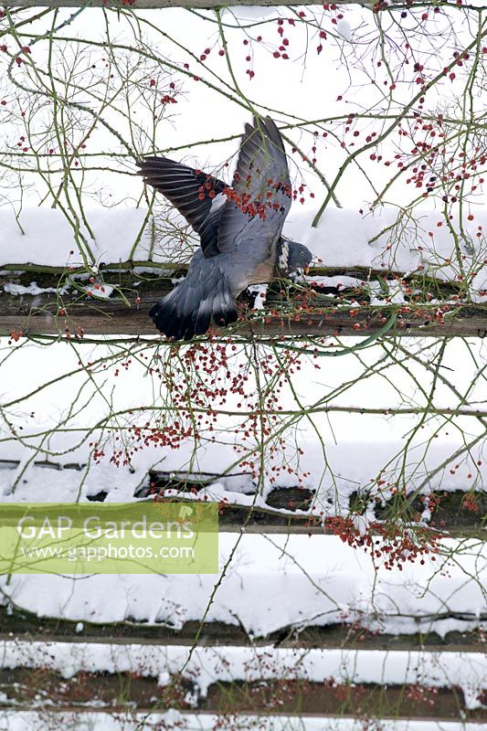 Pigeon feeding on rosehips growing on a wooden pergola