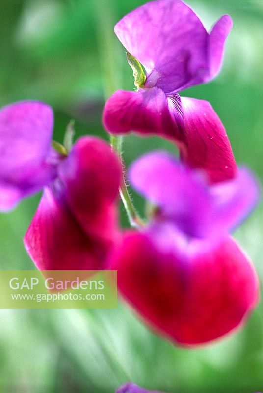 Lathyrus odoratus Sweet pea Close up of pink mauve flowers