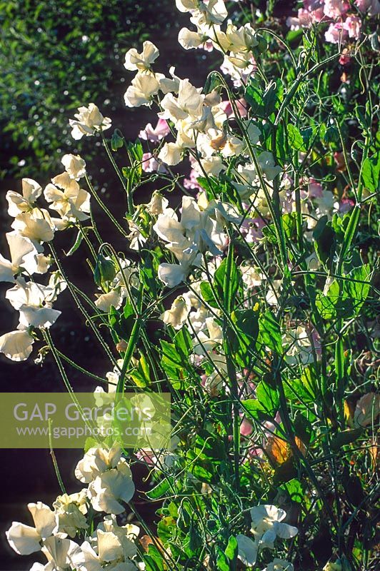 White flowering Lathyrus odoratus Sweet pea