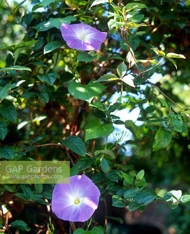Ipomoea tricolor Morning Glory with purple flowers in summer