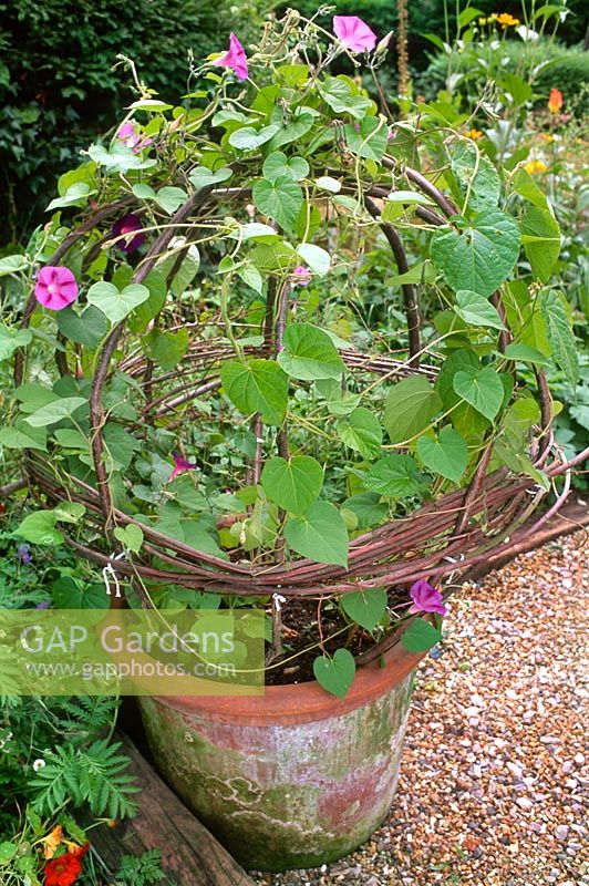 Ipomoea tricolor Morning Glory trained through bent tree branches in old terracotta pot