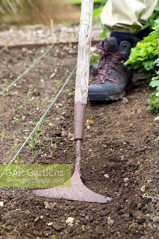 Gardener using an antique hoe to weed vegetable bed
