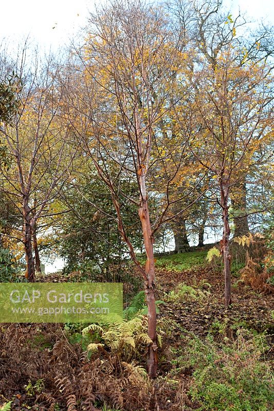 Stand of Betula utilis (Himalayan birch) at Howick Hall Arboretum, Northumberland.
