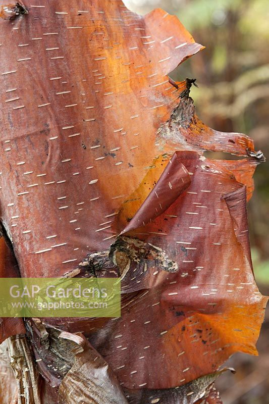 Close up of Betula utilis (Himalayan birch, AJW76) coppery peeling bark