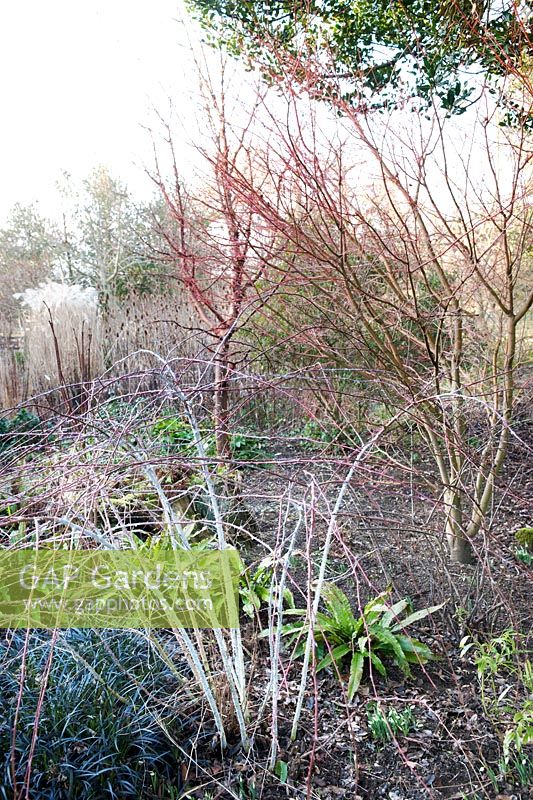Rubus cockburnianus 'Golden Vale', Ophiopogon planiscapus 'Nigrescens', Acer griseum, Galanthus sp and Acer sp