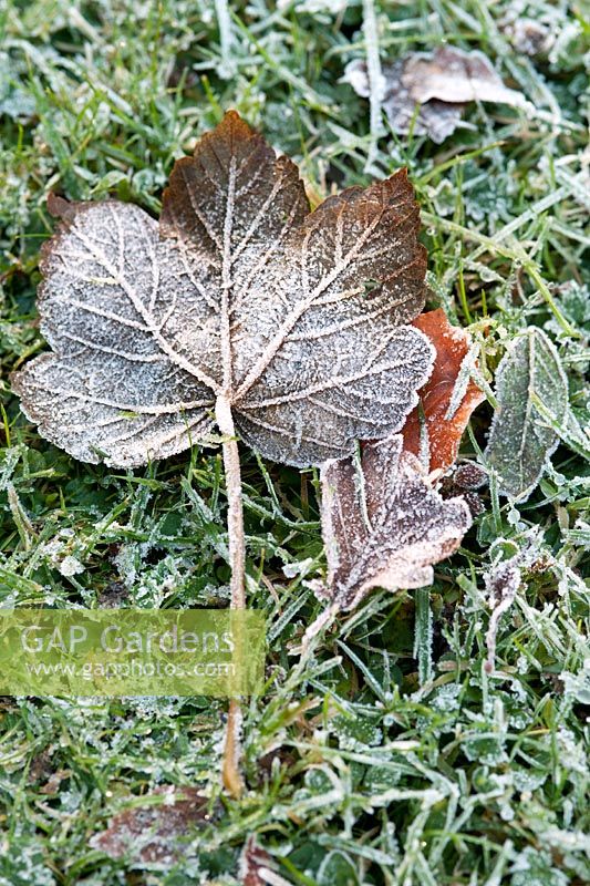 Frost covering fallen Acer pseudoplatanus (sycamore) leaf